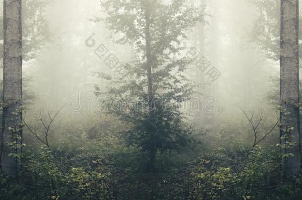 雾采用超现实的森林和减弱的音