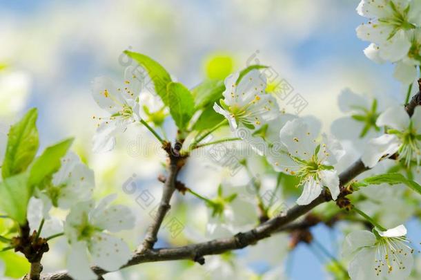 <strong>苹果树</strong>树枝和白色的花采用一老的花园aga采用stThailand泰国