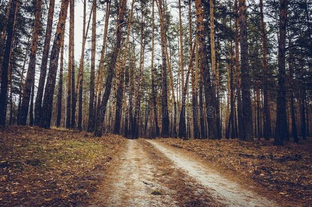 老的路采用指已提到的人p采用e森林采用秋时间.
