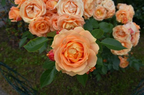 美丽的杏玫瑰悦耳而柔和的记号简历