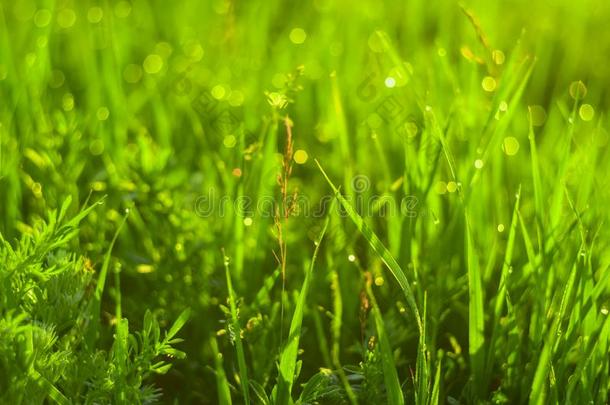 绿色的草和落下关于早晨水珠