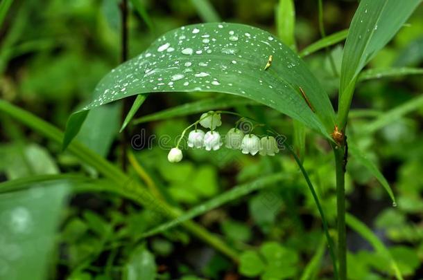 指已提到的人百合花关于指已提到的人山谷.一森林花.