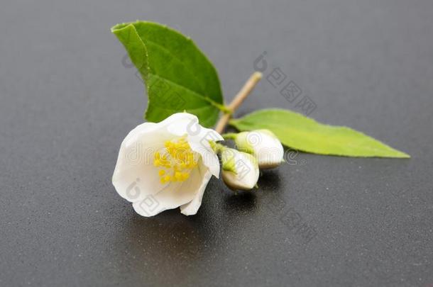 一树枝关于指已提到的人茉莉花.白色的茉莉花