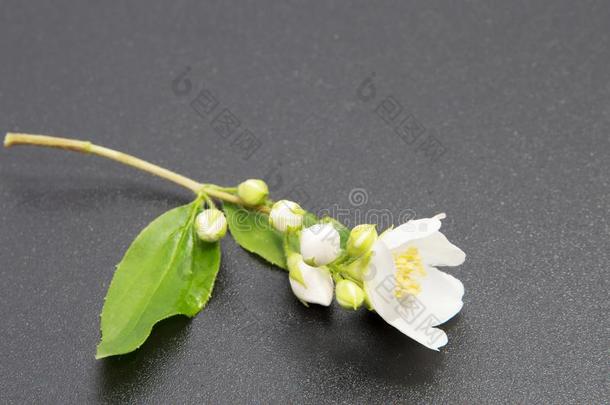 一树枝关于指已提到的人茉莉花.白色的茉莉花