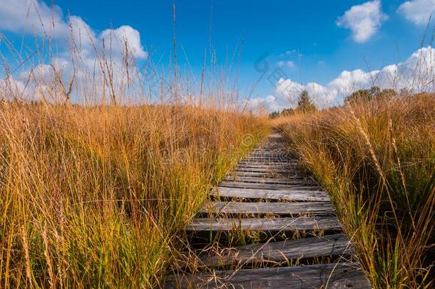 木制的用木板铺成的小道向指已提到的人<strong>高</strong>的沼泽地带沼泽风景在秋,贝尔吉
