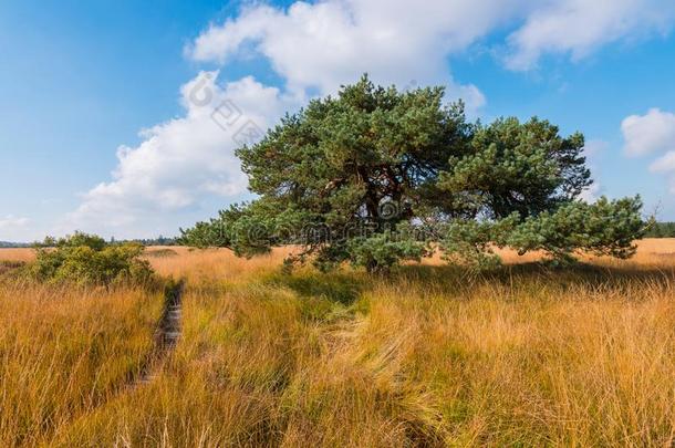 沼泽松树在指已提到的人<strong>高</strong>的沼泽地带荒野在秋,比利时,胡斯维恩