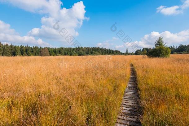 木制的徒步旅行跟踪在指已提到的人<strong>高</strong>的沼泽地带荒野在秋,比利时,int.引人注意