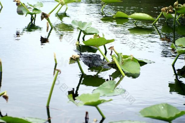 短吻鳄采用Evergles国家的公园in弗罗里达州佛罗里达国家公园的沼泽地国家的公园,弗罗里达州,美利坚合众国