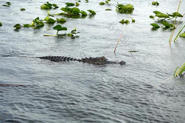 短吻鳄采用Evergles国家的公园in弗罗里达州佛罗里达国家公园的沼泽地国家的公园,弗罗里达州,美利坚合众国