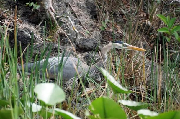 伟大的蓝色鹭采用Evergles国家的公园inFlorida佛罗里达国家公园的沼泽地国家的公园