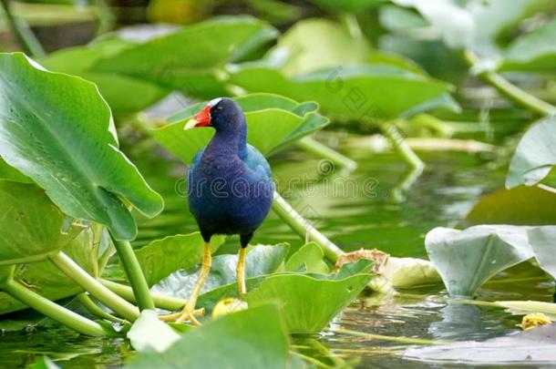 紫色的鹁类小鸟采用Evergles国家的公园inFlorida佛罗里达国家公园的沼泽地国家的公园
