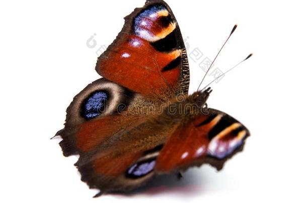 单一的君主蝴蝶隔离的向白色的背景.