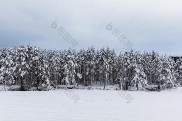 雪大量的斯堪的纳维亚的<strong>松林</strong>森林和松树树,<strong>松果</strong>体：同pinealbody