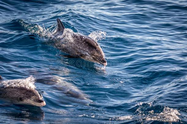 在大西洋里的有斑点的海豚,原海豚霉属额的,采用指已提到的人在大西洋里的英语字母表的第15个字母