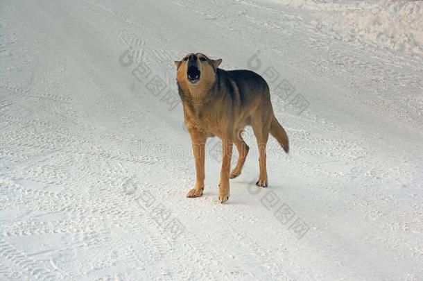 一非-血统狗步态采用指已提到的人雪