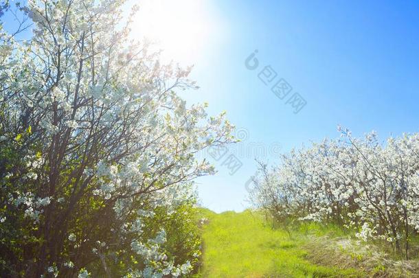 樱桃花树采用花园向一新鲜的绿色的l一wn一t日落