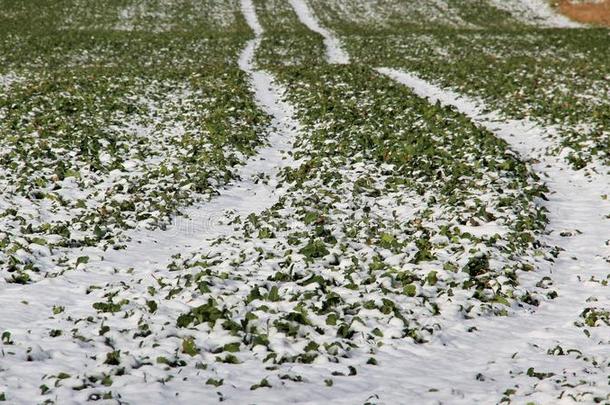 雪遮盖向绿色的沙拉田