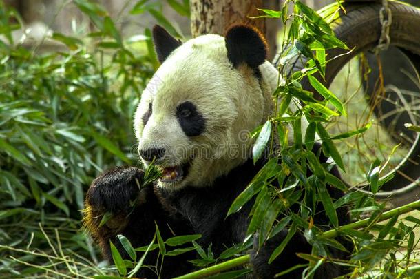 巨人熊猫关-在上面.熊猫<strong>吃</strong>1幼苗关于竹子