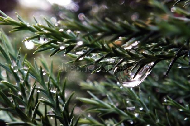 松树树叶是湿的,<strong>雨水落下</strong>