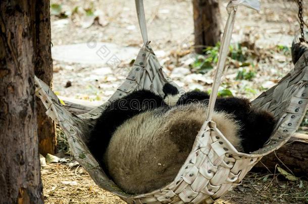 一巨人熊猫为提供床位采用一h一mmock采用指已提到的人动物园.Ch采用一.