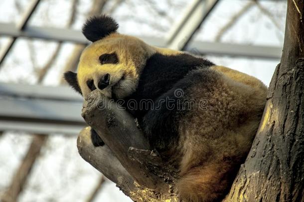 巨人<strong>熊猫</strong>睡眠采用一树.<strong>熊猫</strong>特写镜头.
