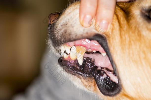 酒石采用公狗牙齿的疾病,疾病s采用动物