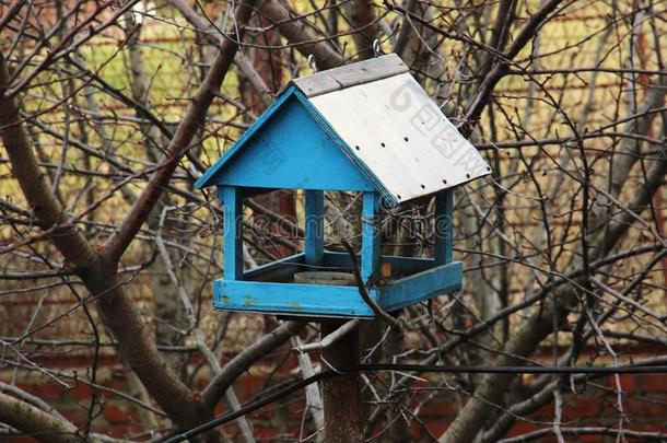 蓝色花园鸟支流.关心关于麻雀,睫和别的食环署