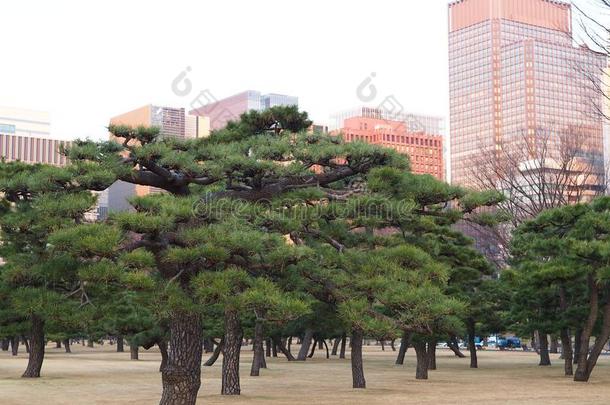 <strong>盆景</strong>喜欢松树树采用前面关于在商业区东京城市风光照片.