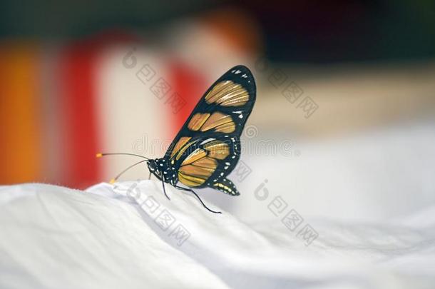 黄色的蝴蝶舒适地栖息向白色的纸