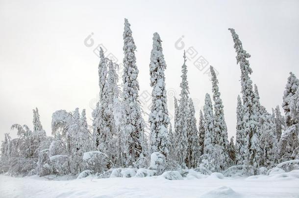 采用一下雪的森林