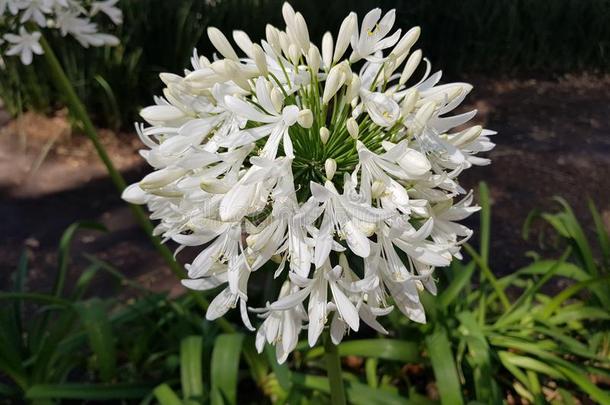白色的非洲的百合花花,产于非洲的爱情花阿弗里卡纳斯