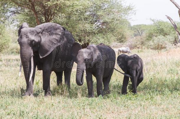 非洲的象采用塔朗吉尔国家的公园,坦桑尼亚
