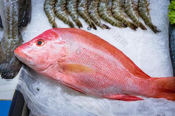 新鲜的红色的咬人的狗鱼向冰在食物产品交易1