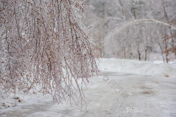 一冬泥土路和仙女-<strong>传说</strong>寒冷的魔力的树在指已提到的人边