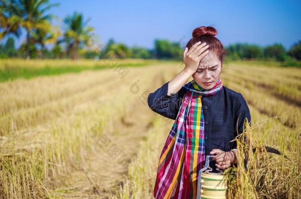 困恼的农场主女人和午餐搬运人采用稻田