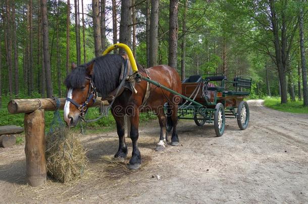 运输马采用森林.