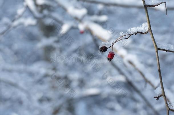 严寒的红色的浆果采用指已提到的人森林一下雪的d一y