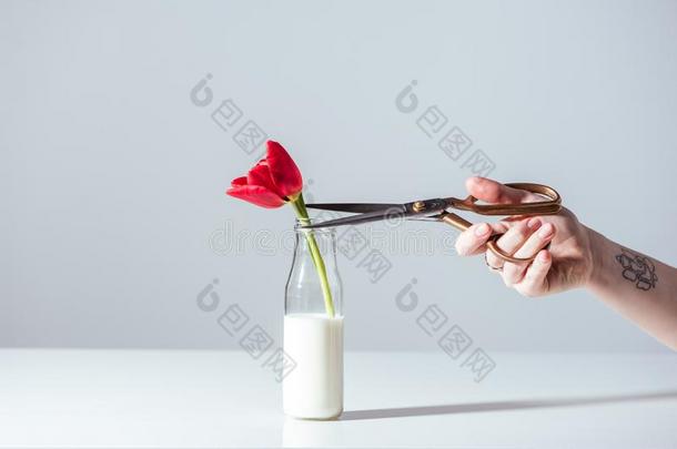 手和剪刀锋利的红色的郁金香花采用瓶子和奶