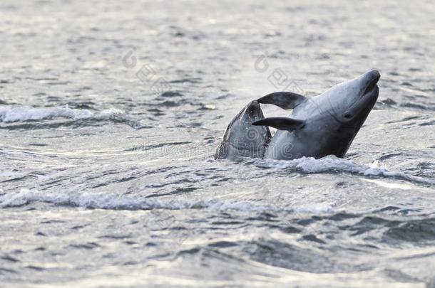 野生的宽吻海豚海豚宽吻海豚属坎