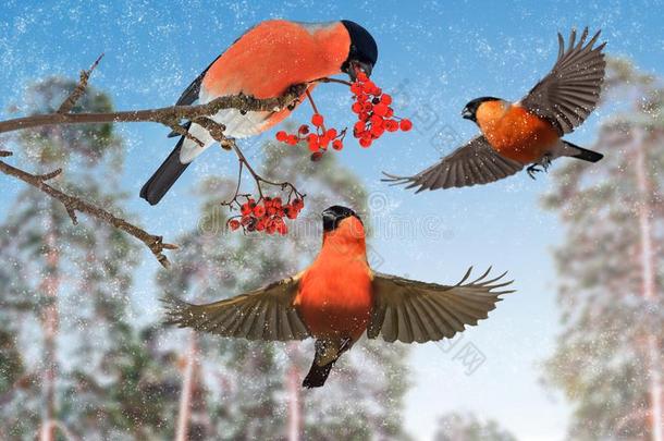 圣诞节红色的鸟采用一下雪的森林