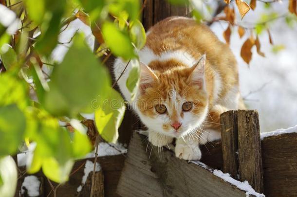 白色的红色的-hai红色的猫很快地看出局从指已提到的人栅栏冬