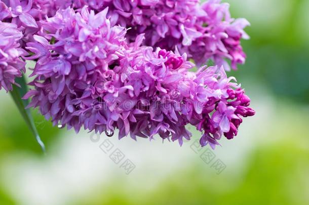 紫罗兰丁香花属花