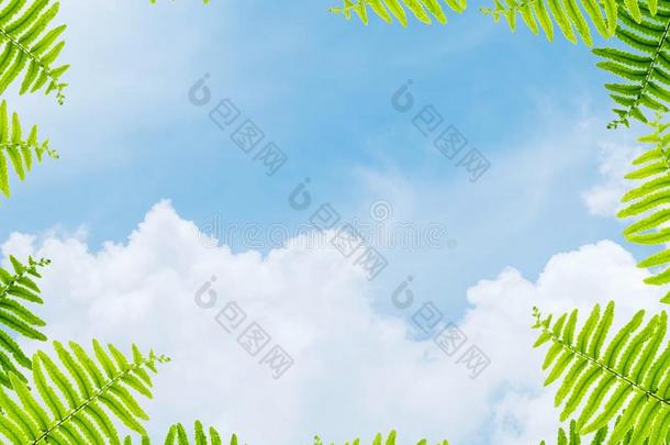 特写镜头美丽的蓝色天在指已提到的人中心关于框架在旁边绿色的羊齿植物
