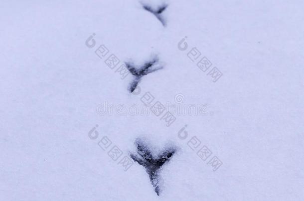 小路关于鸟采用指已提到的人雪.背景,观念.