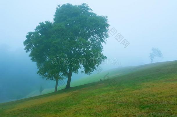 树采用指已提到的人薄雾台向斜坡.
