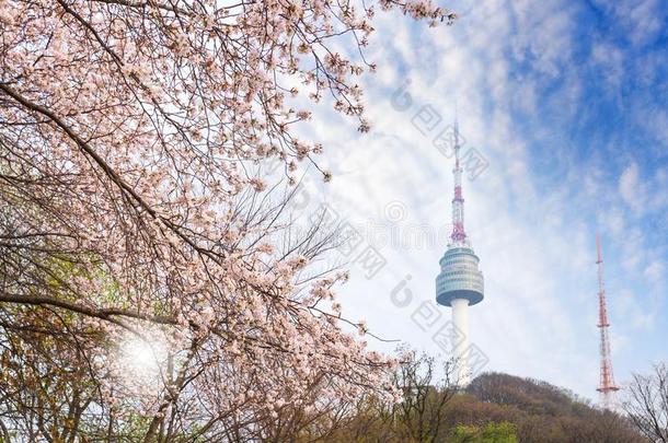 首尔塔,城市采用spr采用g和樱<strong>桃花树</strong>采用满的blower鼓风机