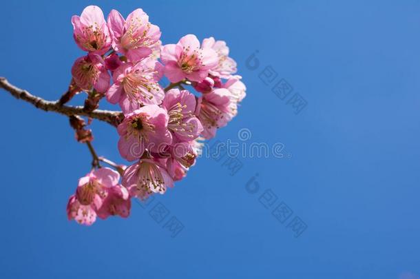 樱桃花粉红色的樱花花山int.看catoratoutermarker外指点标定位器int.看黎泰国