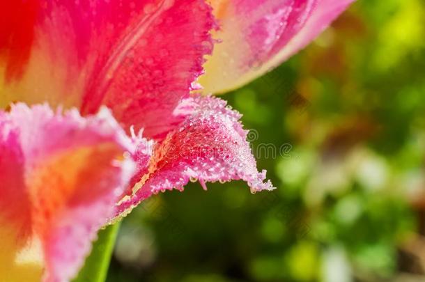 郁金香宏指令.美丽的粉红色的和黄色的花和落下关于水珠