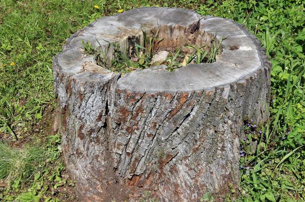 一腐烂的栎树树树桩经过指已提到的人草.