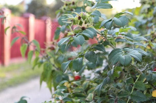 绿色的玫瑰higimpactpolystyrene高冲击强度聚苯乙烯向指已提到的人灌木采用秋采用指已提到的人村民.